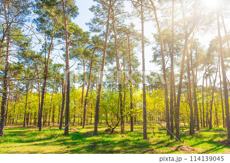Green forest with green trees 114139045