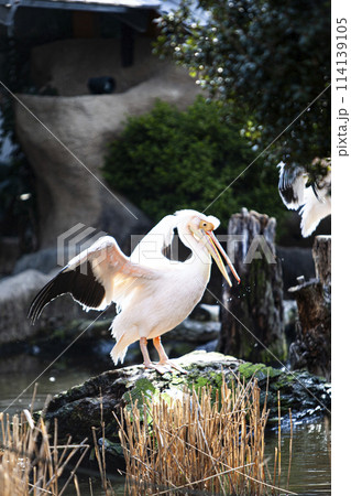 ペリカンのいる風景 114139105