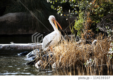 ペリカンのいる風景 114139107