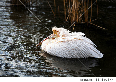 ペリカンのいる風景 114139177