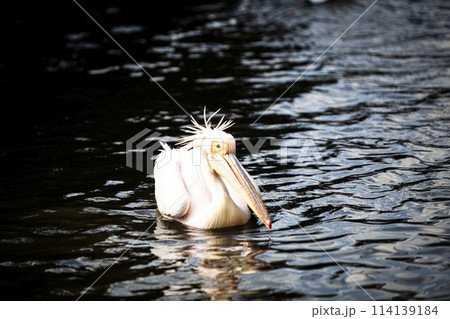 ペリカンのいる風景 ペリカンのいる風景 114139184
