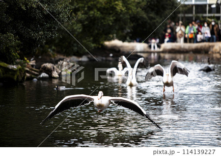 飛び立つペリカン 飛び立つペリカン 114139227