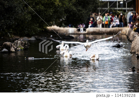 飛び立つペリカン 114139228