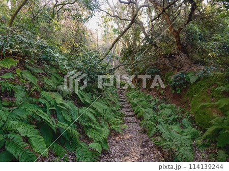 登山道、森林、雑木林、山の中、トレイル 114139244