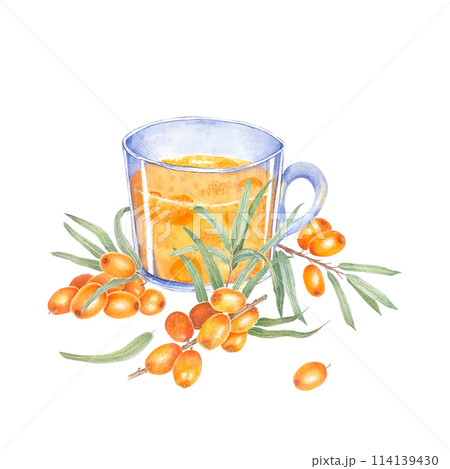 Sea buckthorn branch with orange berries. Branch with Fresh ripe berries and leaves. Hand drawn watercolor illustration isolated on white background.  114139430