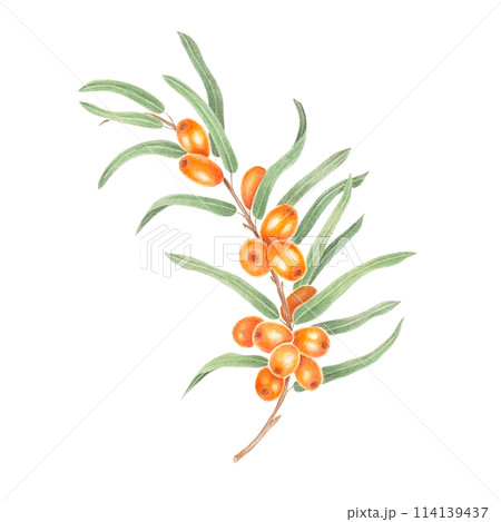 Sea buckthorn branch with orange berries. Branch with Fresh ripe berries and leaves. Hand drawn watercolor illustration isolated on white background.  114139437