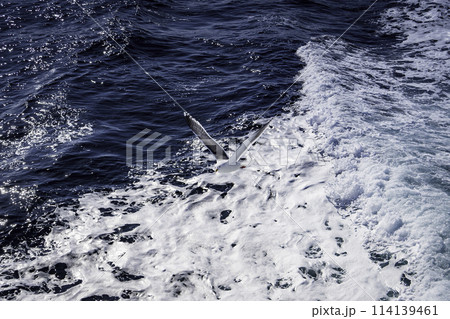 海の上を飛ぶカモメ 114139461