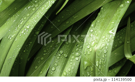 green leaf with drops of water green leaf with drops of water 114139500