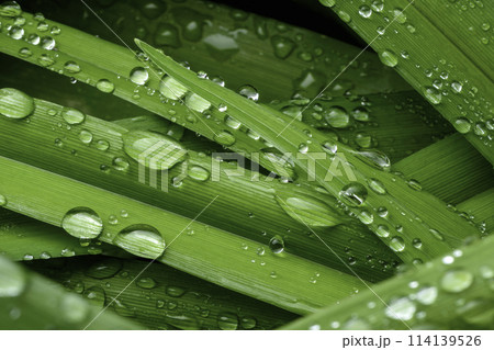 green leaf with drops of water green leaf with drops of water 114139526
