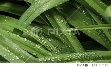 green leaf with drops of water 114139530