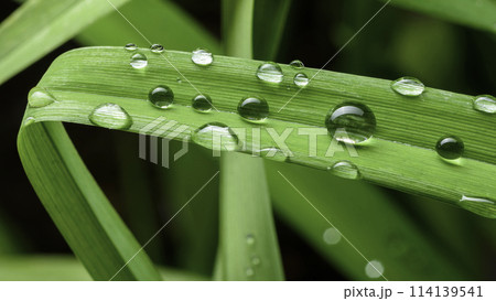 green leaf with drops of water green leaf with drops of water 114139541