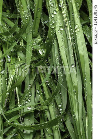 green leaf with drops of water green leaf with drops of water 114139545