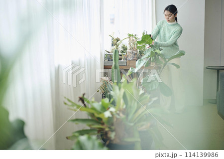 観葉植物の世話をする20代女性 観葉植物の世話をする20代女性 114139986