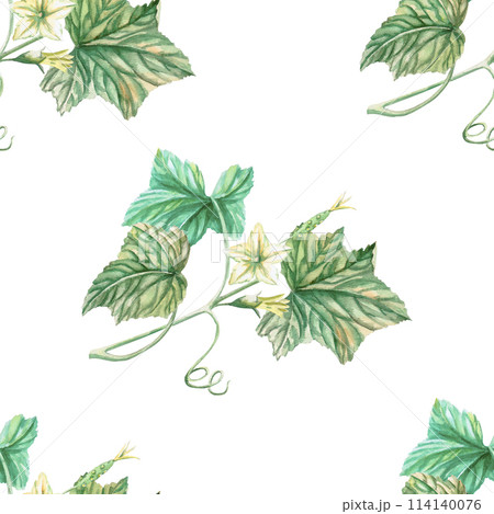 Seamless pattern of cucumber branches and leaves in watercolor illustration on a white background. Hand drawn design for printing on fabric, gift wrapping, desserts, agricultural exhibitions. Seamless pattern of cucumber branches and leaves in watercolor illustration on a white background. Hand drawn design for printing on fabric, gift wrapping, desserts, agricultural exhibitions. 114140076