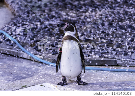 桜の花びらとペンギン 桜の花びらとペンギン 114140108