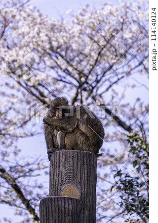 桜とニホンザル 桜とニホンザル 114140124