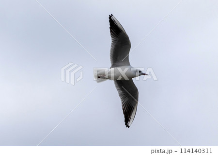 Seagull flying with blue sky background. sky and bird bottom up view landscape Seagull flying with blue sky background. sky and bird bottom up view landscape 114140311