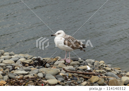 Seagull flying with blue sky background. sky and bird bottom up view landscape 114140312