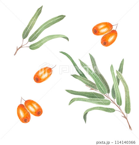 Sea buckthorn branch with orange berries. Branch with Fresh ripe berries and leaves. Hand drawn watercolor illustration isolated on white background.  114140366
