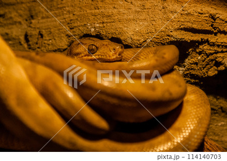 Snake rolled into a ball 114140703