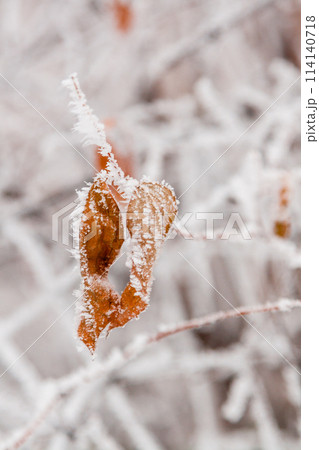 Winter leaves covered with snow and hoarfrost 114140718