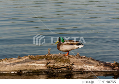 Drake sit on a log 114140735