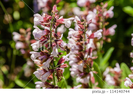 Beautiful flowers on which the bee sits 114140744