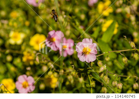Beautiful flowers on which the bee sits 114140745