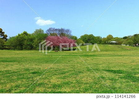 【香川県】国営讃岐まんのう公園（芝生広場と青空） 114141266