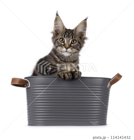 Maine Coon cat kitten on white 114141432