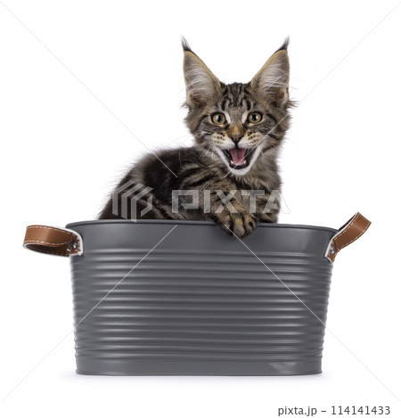 Maine Coon cat kitten on white 114141433