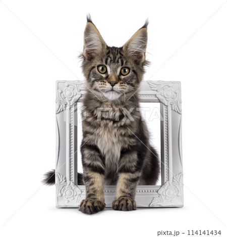 Maine Coon cat kitten on white 114141434