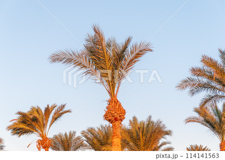 Palm tree with green leaves on blue background 114141563