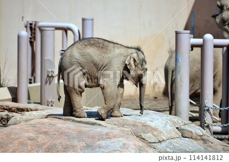札幌市円山動物園で生まれた赤ちゃんゾウの「タオ」 114141812
