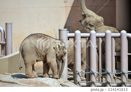 札幌市円山動物園で生まれた赤ちゃんゾウの「タオ」 札幌市円山動物園で生まれた赤ちゃんゾウの「タオ」 114141813