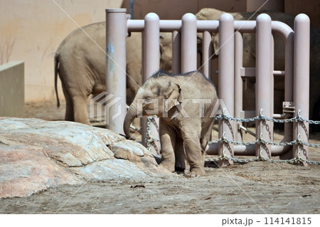 札幌市円山動物園で生まれた赤ちゃんゾウの「タオ」 114141815