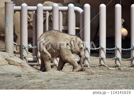 札幌市円山動物園で生まれた赤ちゃんゾウの「タオ」 札幌市円山動物園で生まれた赤ちゃんゾウの「タオ」 114141819