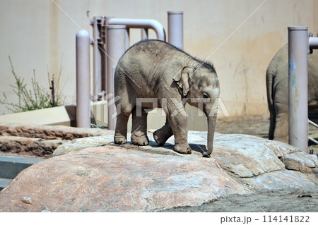 札幌市円山動物園で生まれた赤ちゃんゾウの「タオ」 114141822