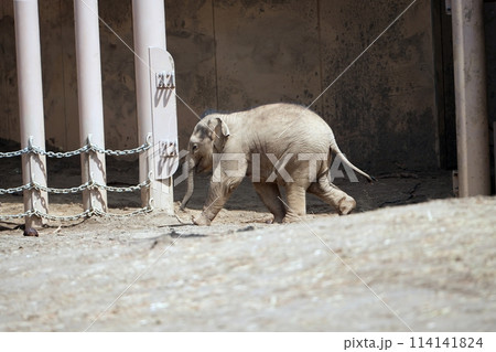 札幌市円山動物園で生まれた赤ちゃんゾウの「タオ」 114141824