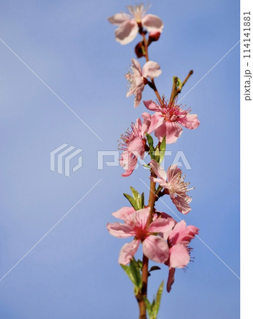 ネクタリン 114141881