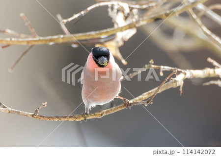 枝にとまり木の芽を食べる鷽 114142072