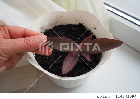 Tradescantia, genus of herbaceous perennial wildflowers in the family Commelinaceae. Inchplant, wandering jew, spiderwort, dayflower and trad. A woman's hand touches the leaves of a transplanted plant 114142094