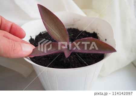 Tradescantia, genus of herbaceous perennial wildflowers in the family Commelinaceae. Inchplant, wandering jew, spiderwort, dayflower and trad. A woman's hand touches the leaves of a transplanted plant 114142097