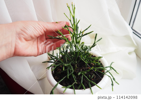 Hatiora salicornioides, the bottle cactus, dancing-bones, drunkard's-dream, or spice cactus, is a species of flowering plant in the cactus family. A member of the tribe Rhipsalideae, epiphyte 114142098