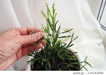 Hatiora salicornioides, the bottle cactus, dancing-bones, drunkard's-dream, or spice cactus, is a species of flowering plant in the cactus family. A member of the tribe Rhipsalideae, epiphyte Hatiora salicornioides, the bottle cactus, dancing-bones, drunkard's-dream, or spice cactus, is a species of flowering plant in the cactus family. A member of the tribe Rhipsalideae, epiphyte 114142099