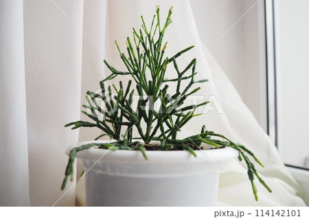 Hatiora salicornioides, the bottle cactus, dancing-bones, drunkard's-dream, or spice cactus, is a species of flowering plant in the cactus family. A member of the tribe Rhipsalideae, epiphyte 114142101