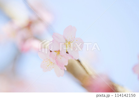 桜 114142150