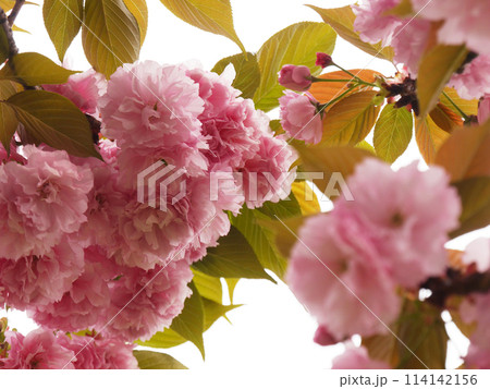 ボタン桜 ボタン桜 114142156