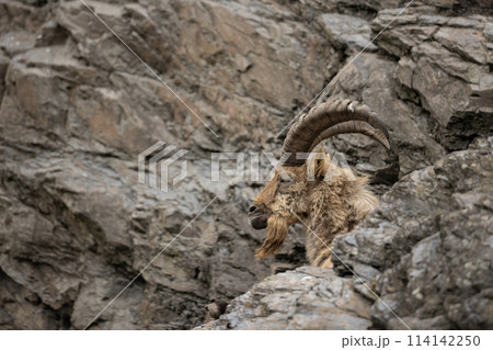West Caucasian tur, Capra caucasica, sitting on the rock 114142250