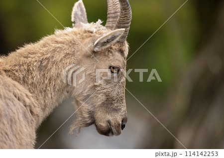 West Caucasian tur, Capra caucasica, sitting on the rock West Caucasian tur, Capra caucasica, sitting on the rock 114142253